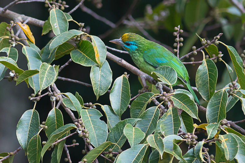 Ceylonese Baardvogel